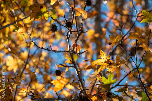 Sweet gum tree with yellow orange fall leaves with blue sky background