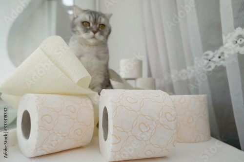  lonely somber gray striped young cat sits on windowsill with rolls of toilet paper. concept stay home, the effect of coronovirus on animals, quarantined entertainment, where did the toilet paper go. photo