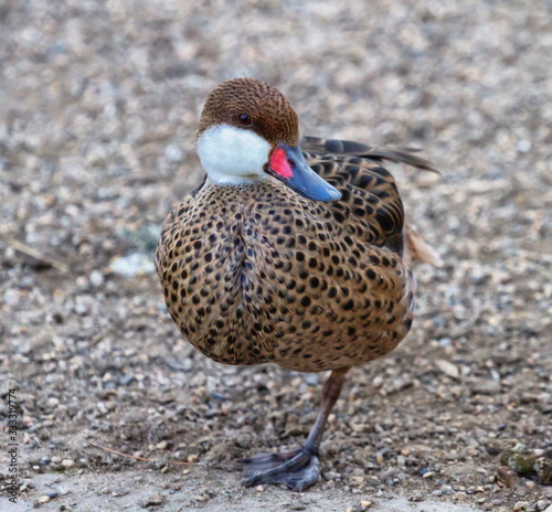 Red-billed teal or red-billed duck, anas erythrorhyncha, standing on the ground photo