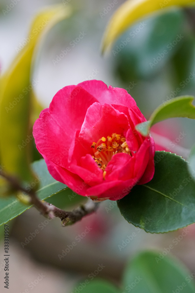 山茶花の赤い花 山茶花の赤い花