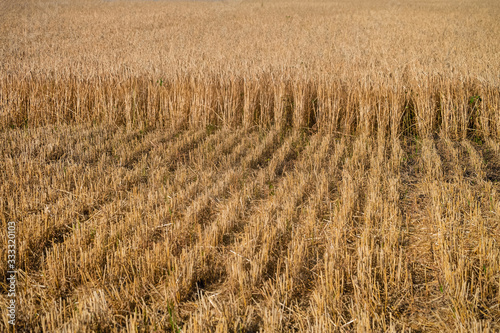 Ripe ears of rye during the harvest. Field with rye stubble in the foreground. Agricultural natural plantation background.
