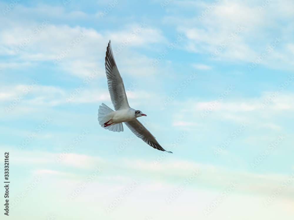 seagulls fly over the sea sunny weather seagulls fly over the sea sunny weather