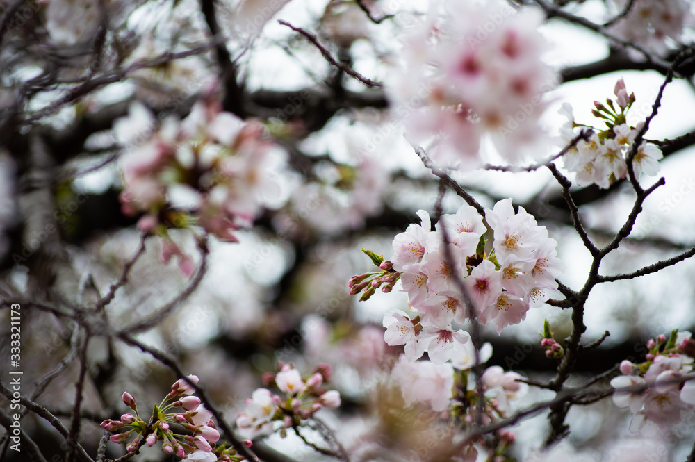 目黒川の桜