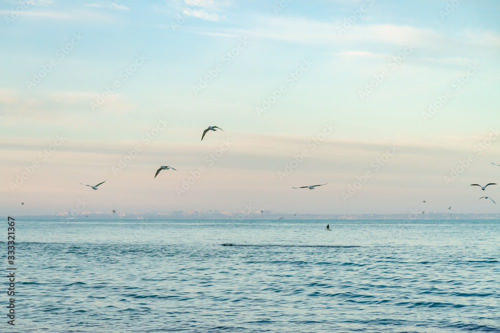 seagulls fly over the sea sunny weather