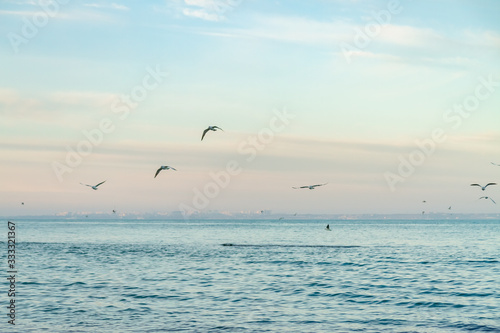 seagulls fly over the sea sunny weather