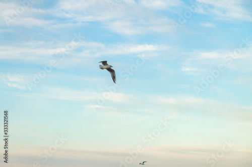 seagulls fly over the sea sunny weather 