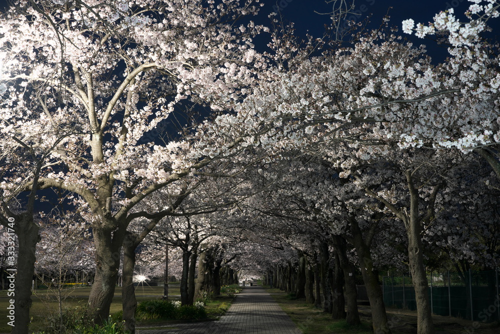 Obraz premium Row of cherry blossom trees in a park at dawn in Tokyo