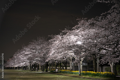 Photography Tokyo,Japan-March 27, 2020: Row of Cherry blossom trees in full bloom at dawn in Tokyo