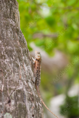 Bearded Dragon sitting on a tree