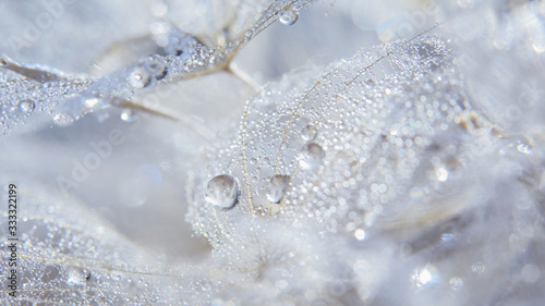 Valokuva Beautiful dew drops on a dandelion seed macro.