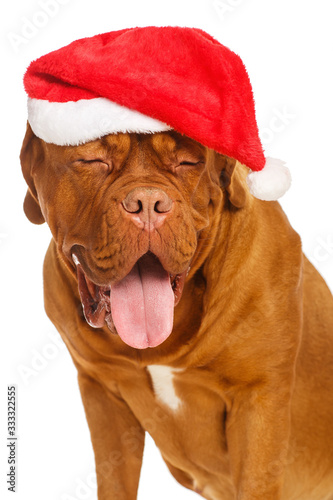 Dogue de Bordeaux in Santa hat, isolated on white background