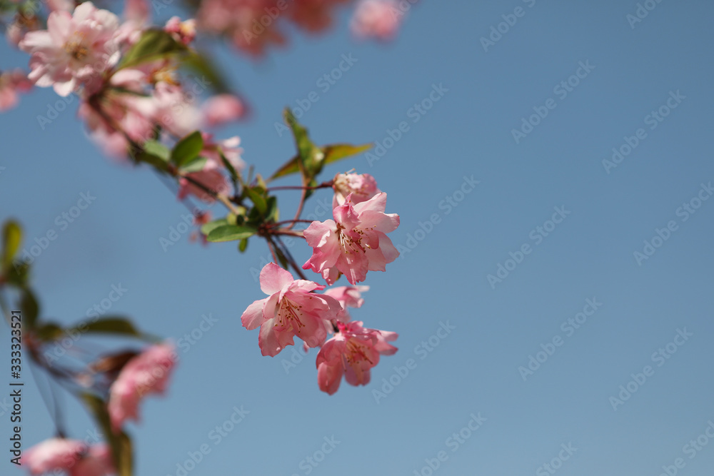 Beautiful Pink Cherry Blossom Flowers Photographs in Spring Beautiful Pink Cherry Blossom Flowers Photographs in Spring