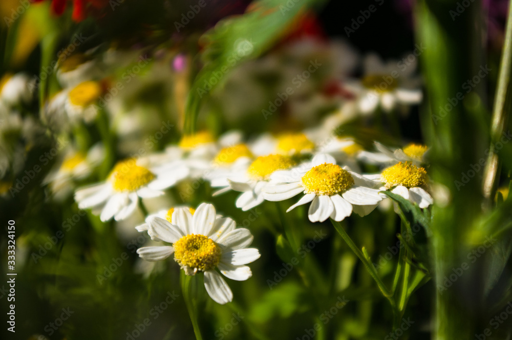 Blooming camomile, beautiful nature scene, summer background, selective focus Blooming camomile, beautiful nature scene, summer background, selective focus