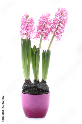 Purple flower with purple planter