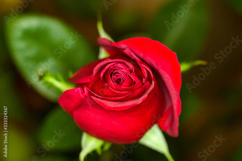 Beautiful Red Rose flower. Nature. close up  selective focus