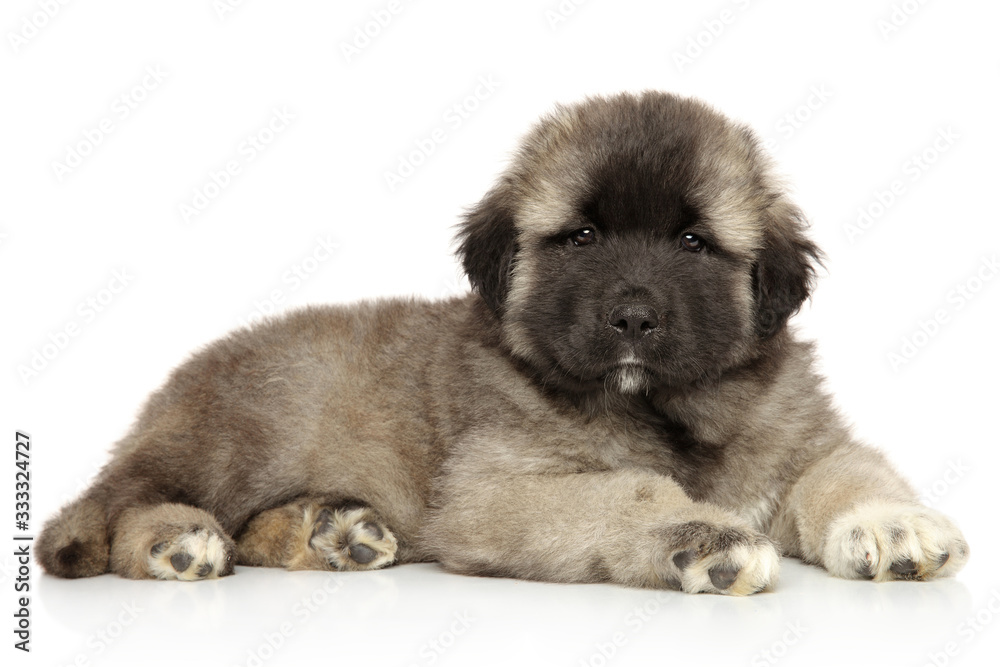 Cute Caucasian shepherd puppy