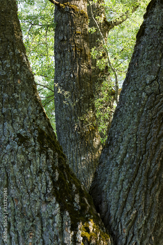 Obraz premium beautiful nature