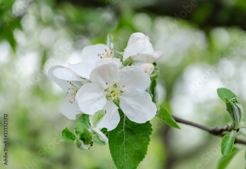flowering branch of a fruit tree, with beautiful flowers