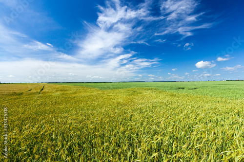 green unripe cereals