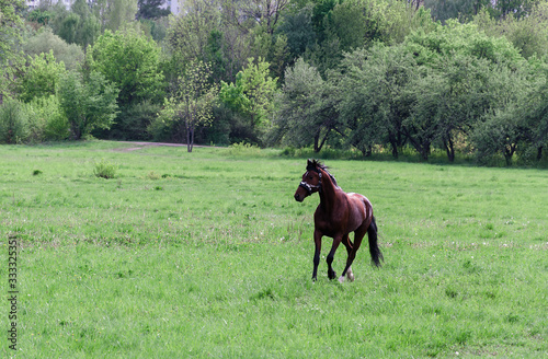 young horse running on a green lawn in a park