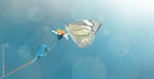 Beautiful Butterfly with blue cold background  © Maizal