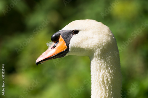 white swan on the grass © Markus Kauppinen