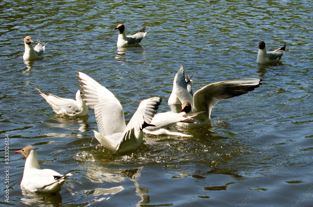 Fototapeta premium gulls in flight