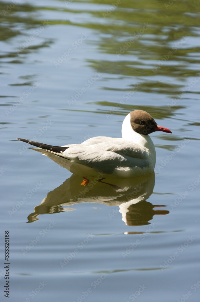 gull on lake