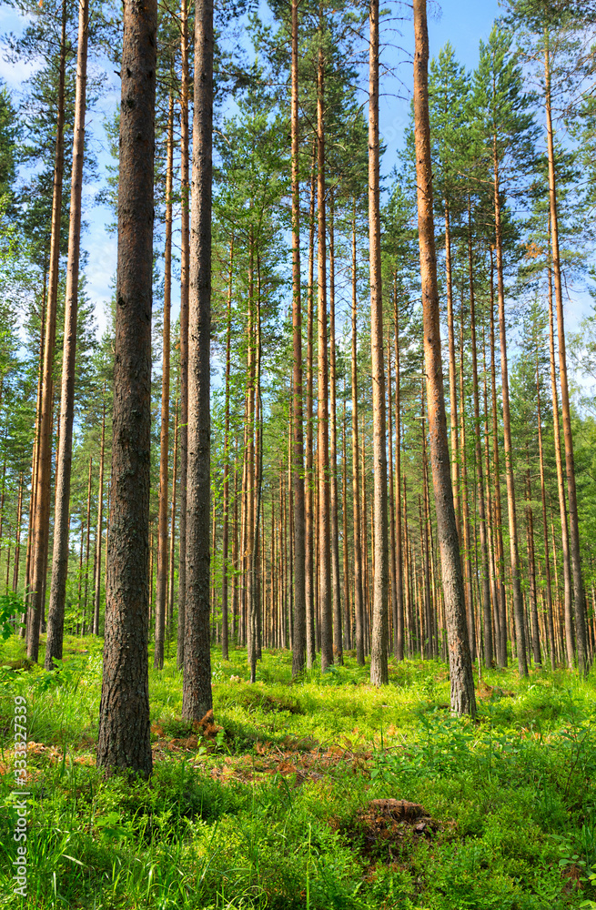 Fototapeta premium trees in the forest