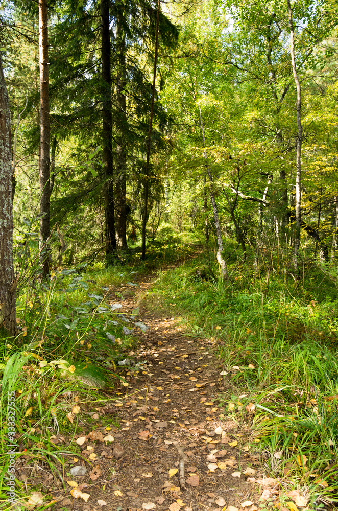 Obraz premium autumn in the forest