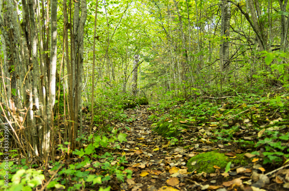 Fototapeta premium autumn in the forest