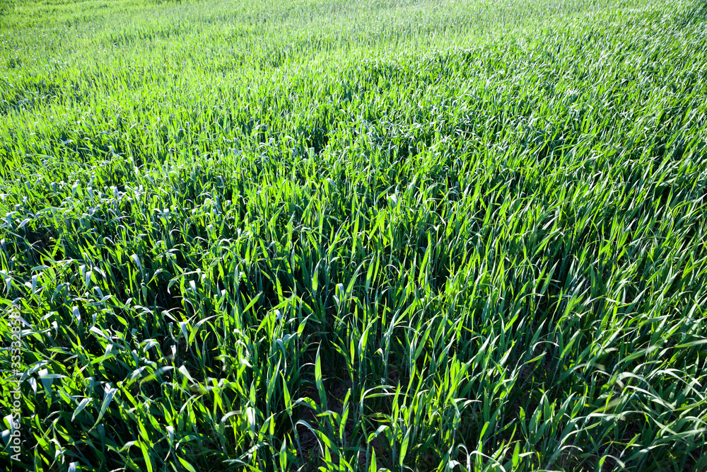 wheat or rye wheat or rye