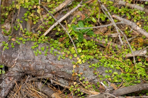 green moss on the tree