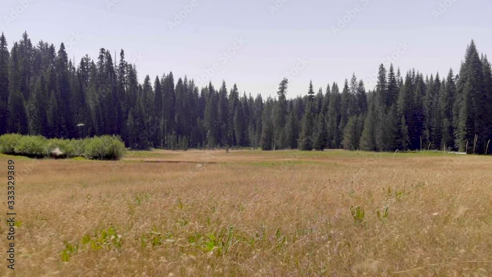 Yosemite Forest