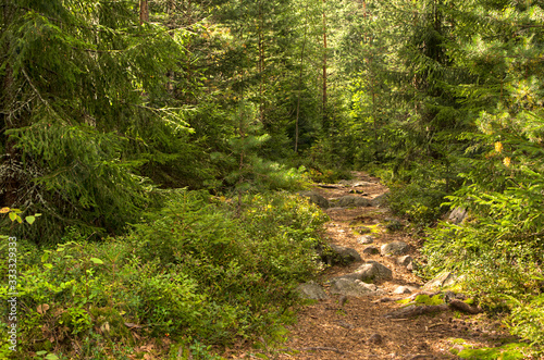 road in the forest