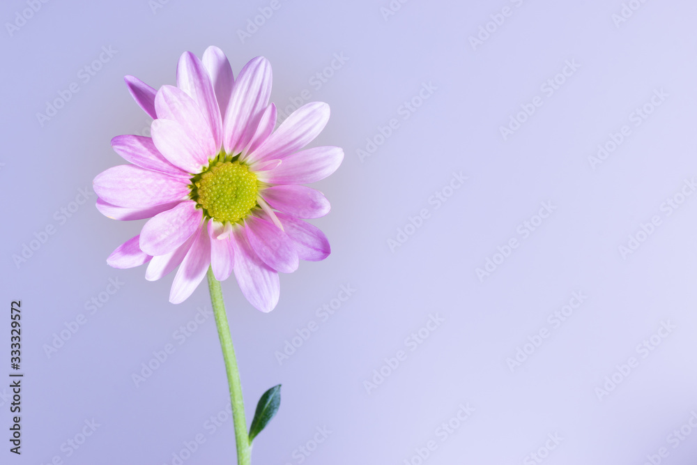 Chrysanthemum flower on purple pink background with copy space for text. Easter greetings card. Allergy medicine concept