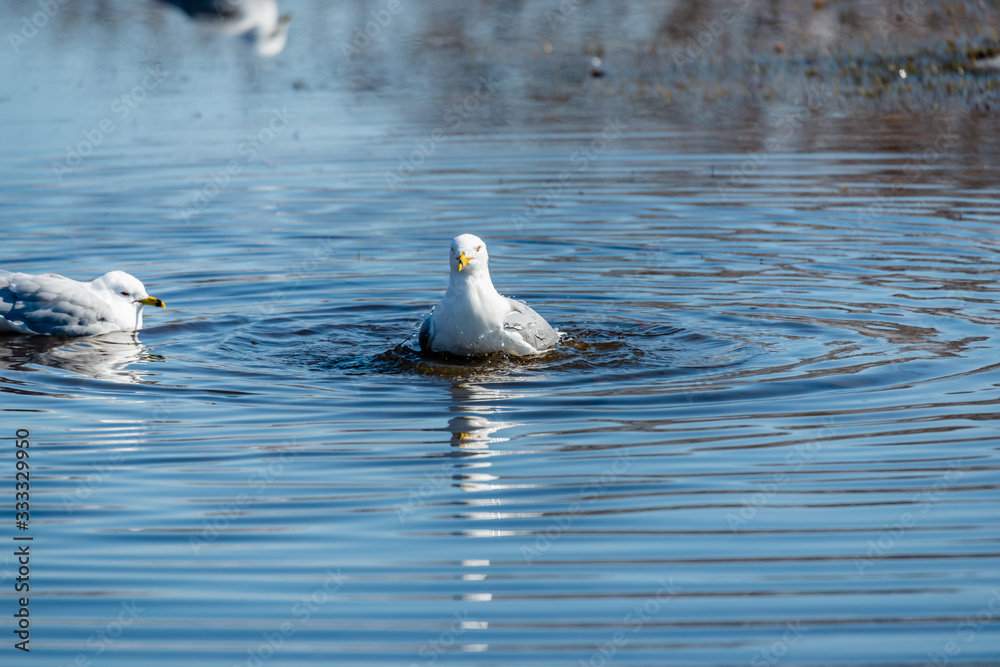 Seagulls in the springtime nice sunny day Seagulls in the springtime nice sunny day