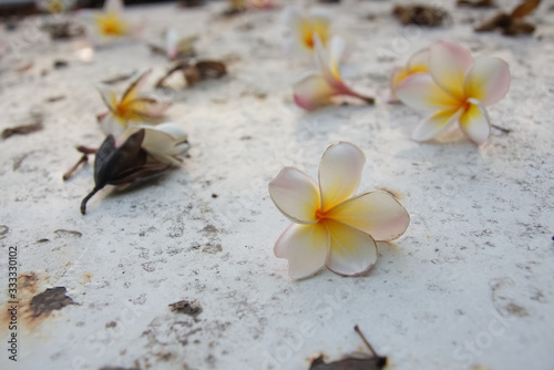 Fallen pink Plumeria flower on a white car hood