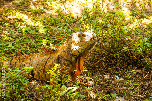 Male green iguana among the grass in Tortuguero photo