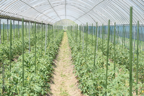 野菜