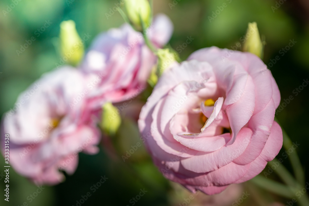 Roses in the garden