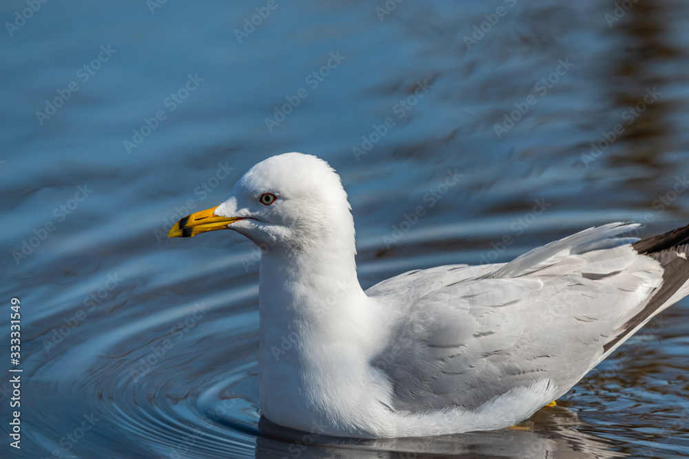 Seagulls in the springtime nice sunny day Seagulls in the springtime nice sunny day