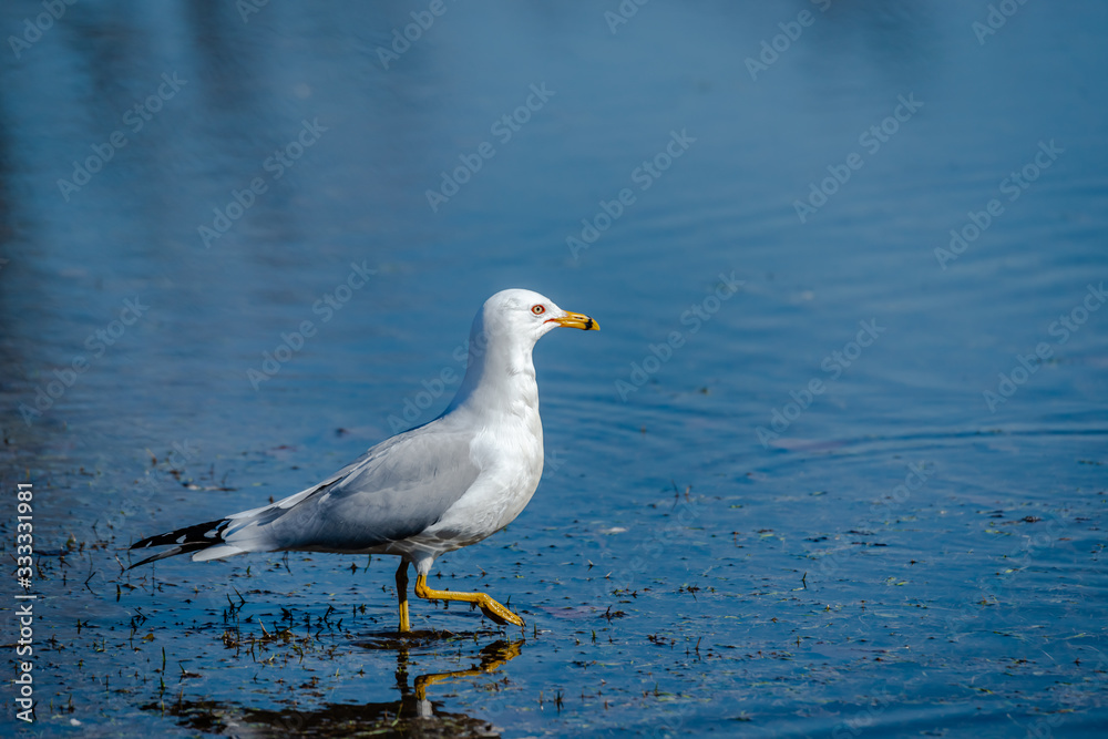 Seagulls in the springtime nice sunny day Seagulls in the springtime nice sunny day