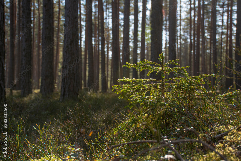 Obraz premium Little spruce grows in a pine forest