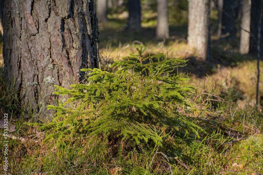 Little fir tree in a golden rays of the sun Little fir tree in a golden rays of the sun