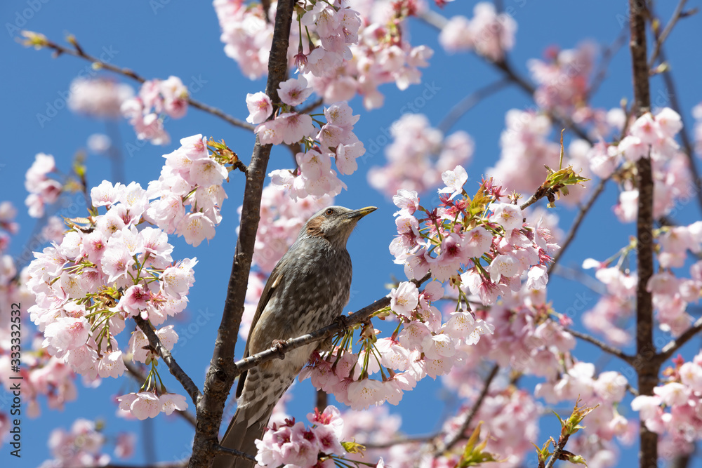 サクラの花に集うヒヨドリ サクラの花に集うヒヨドリ