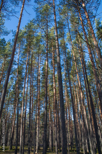 Tall pine trees against blue sky