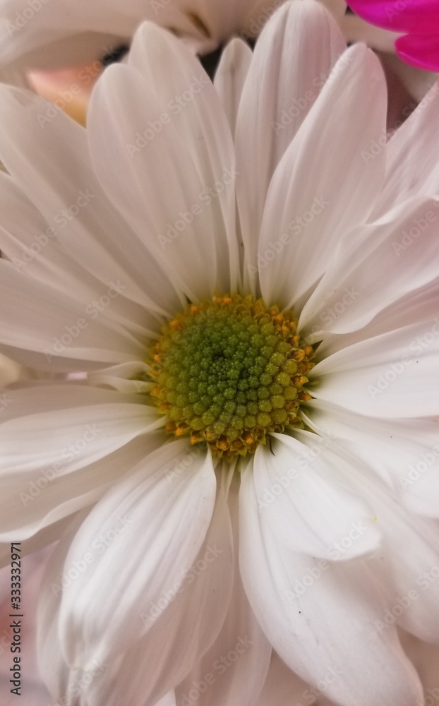 closeup of a daisy