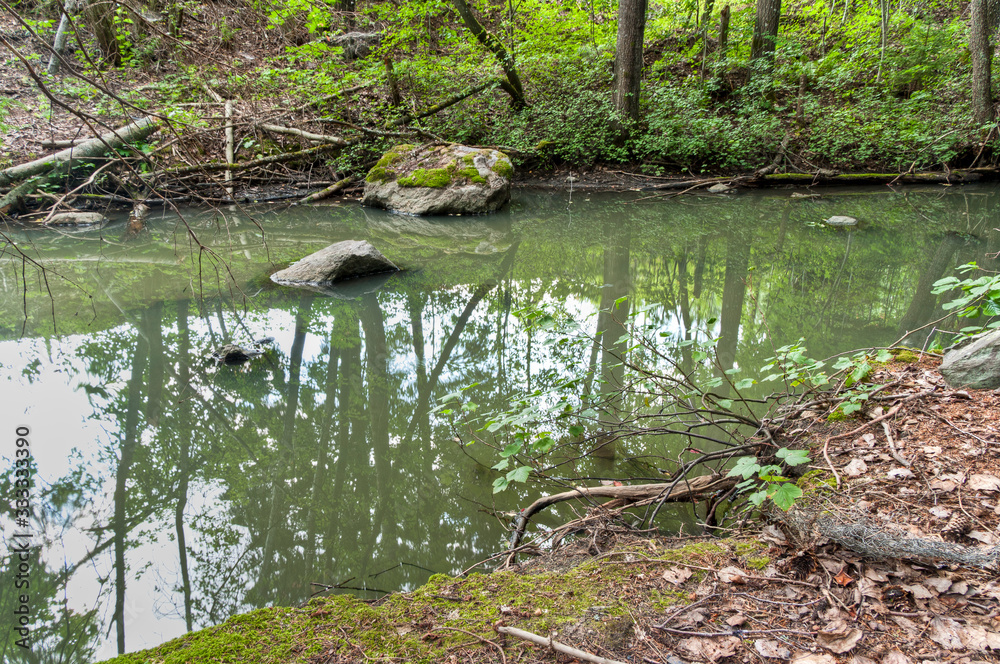 Obraz premium river in forest