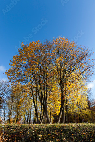 autumn yellow foliage